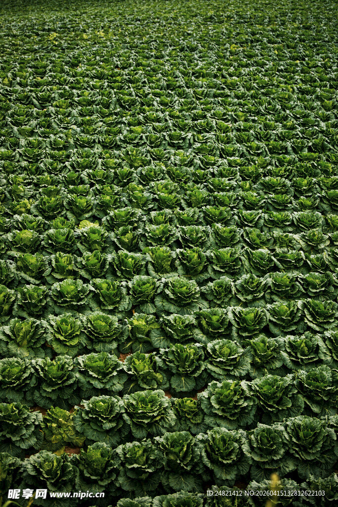 翠绿繁茂的蔬菜种植田地