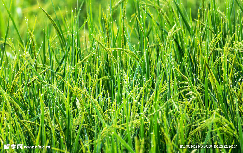 翠绿生机盎然的青青草地