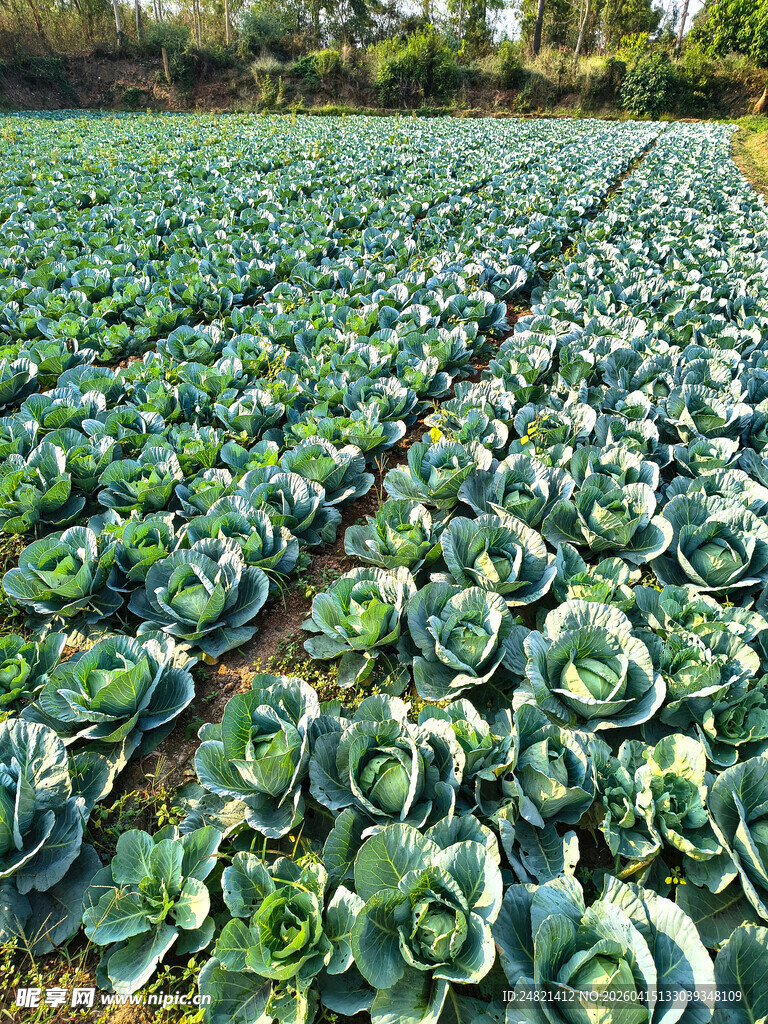 大片卷心菜种植农田