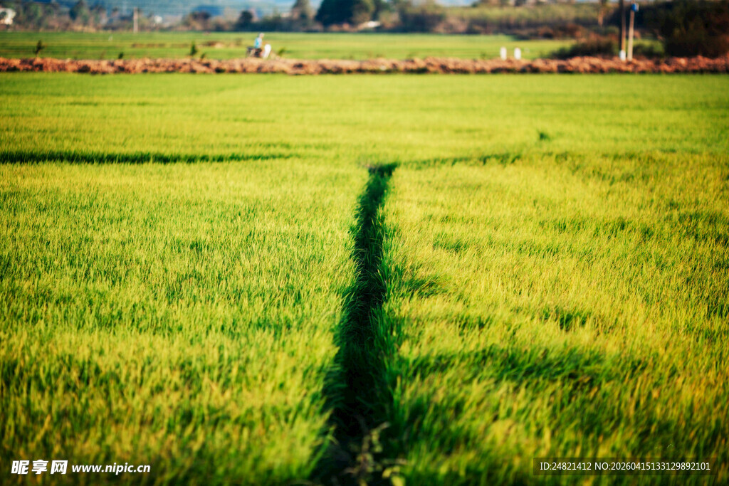 绿色田野中的笔直田埂