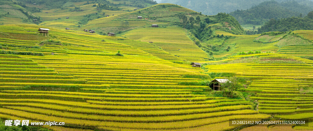 金黄梯田美景如画