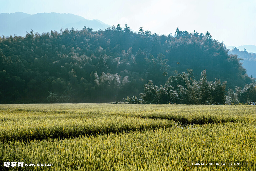 金黄稻田与远处山林美景