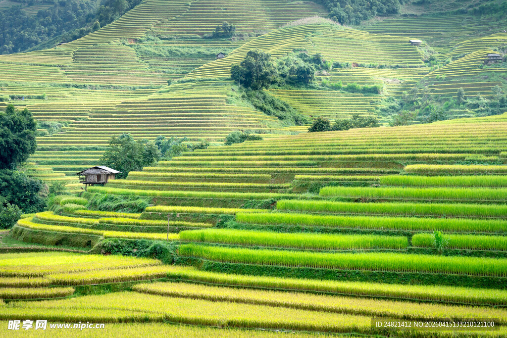 翠绿梯田景致