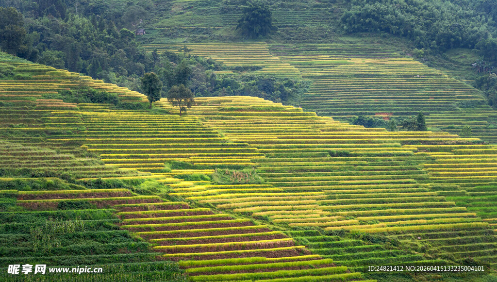 田园梯田美景