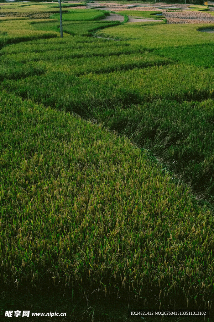 绿色田野风光