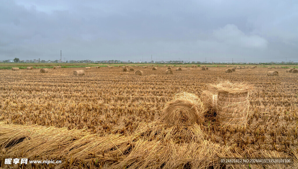 金黄田野中的收割场景