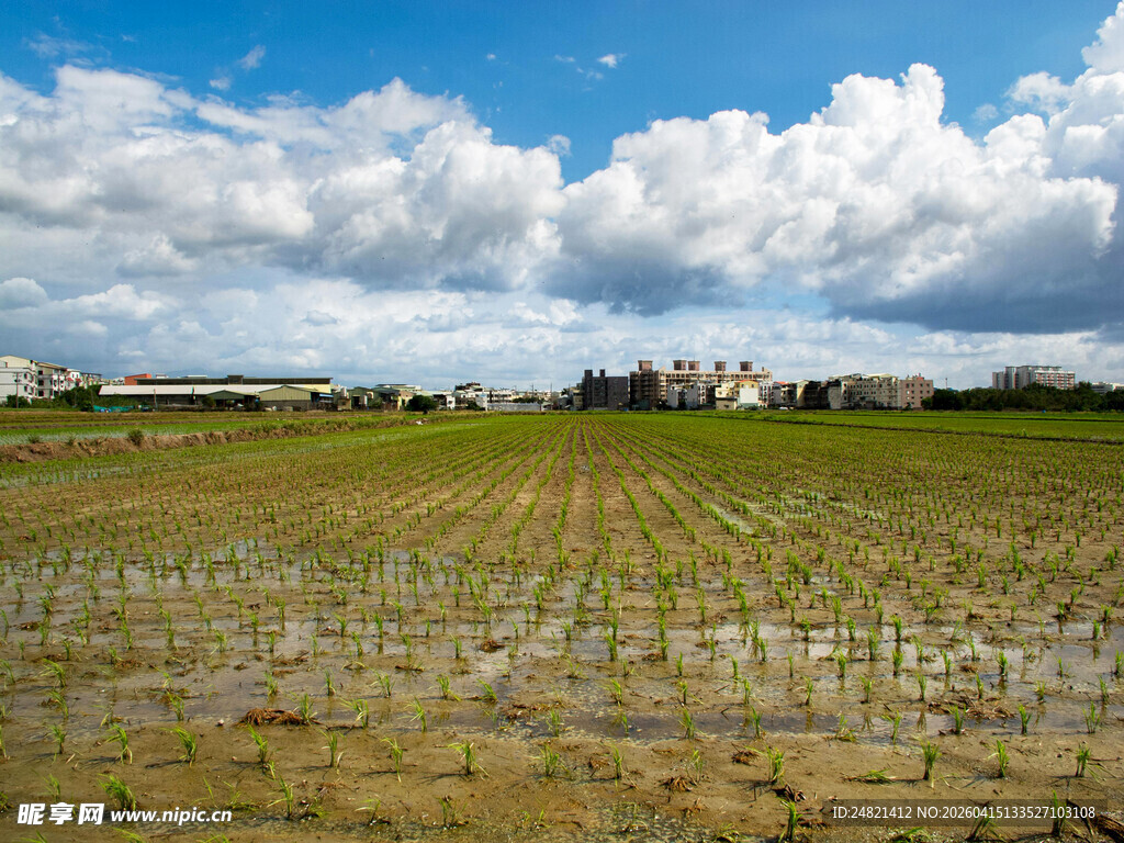 田园水田风光美景