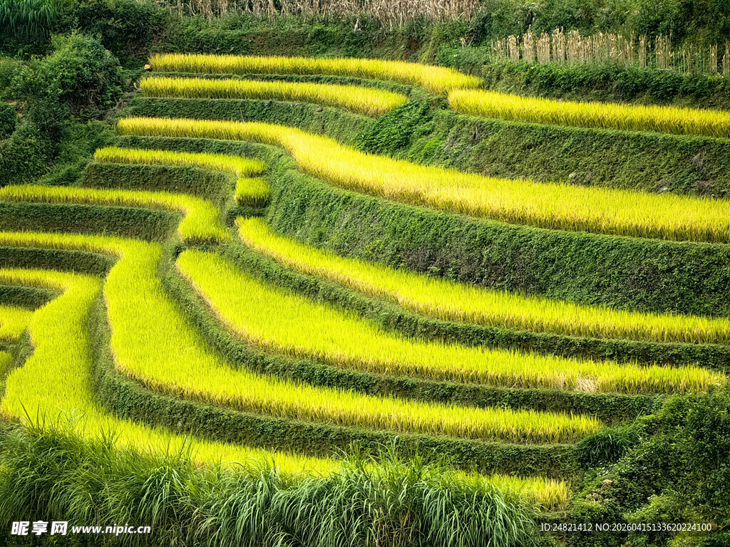 金黄梯田美景