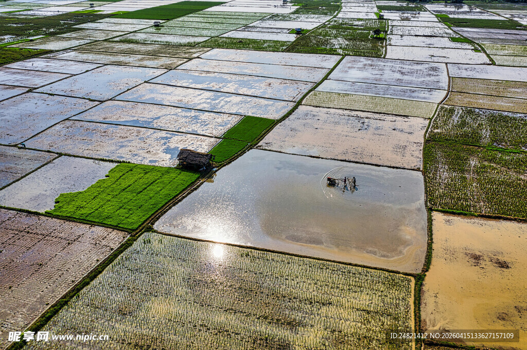 水田景观