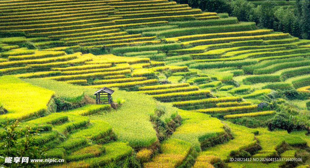 梯田美景