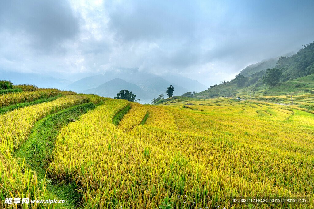 金黄稻田与远山美景