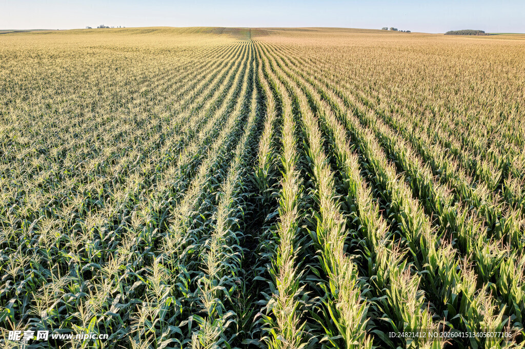 广袤玉米田