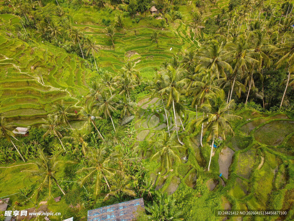 俯瞰翠绿梯田与椰林景观
