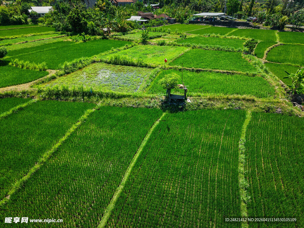 俯瞰绿色稻田中的农机