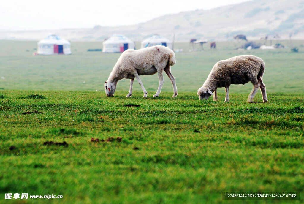 草原上的两只羊在吃草