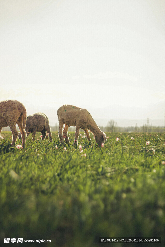 草原上的几只羊在吃草