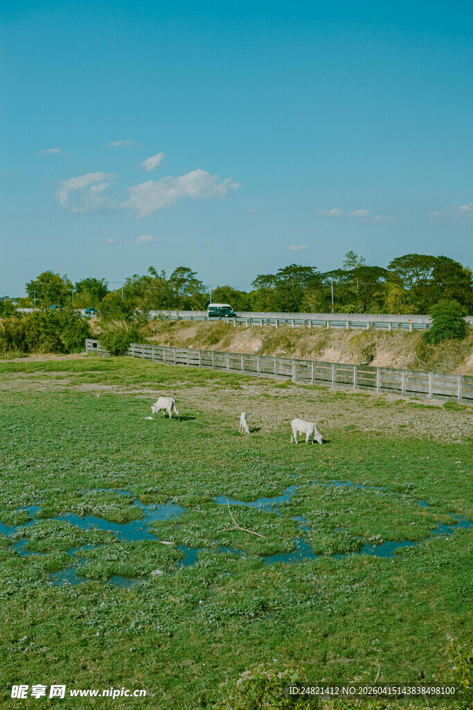草原湿地与悠闲吃草的羊