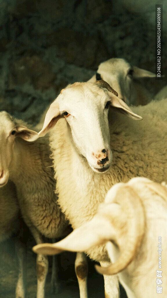 羊圈中的几只羊