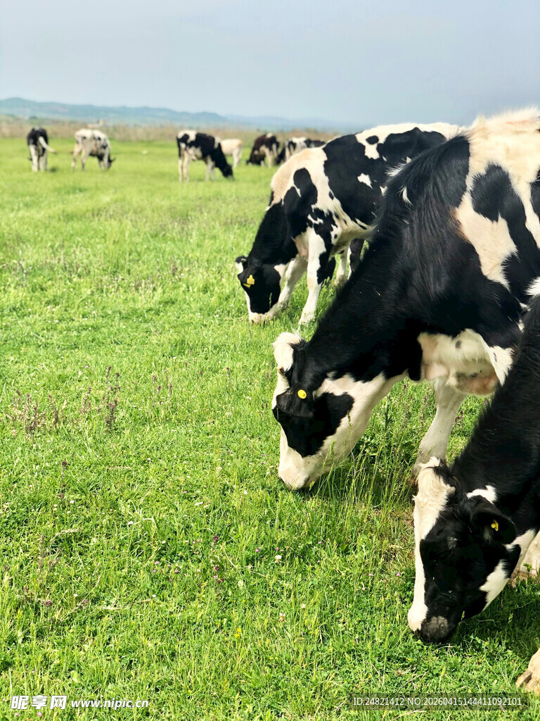 草原上的黑白花奶牛群