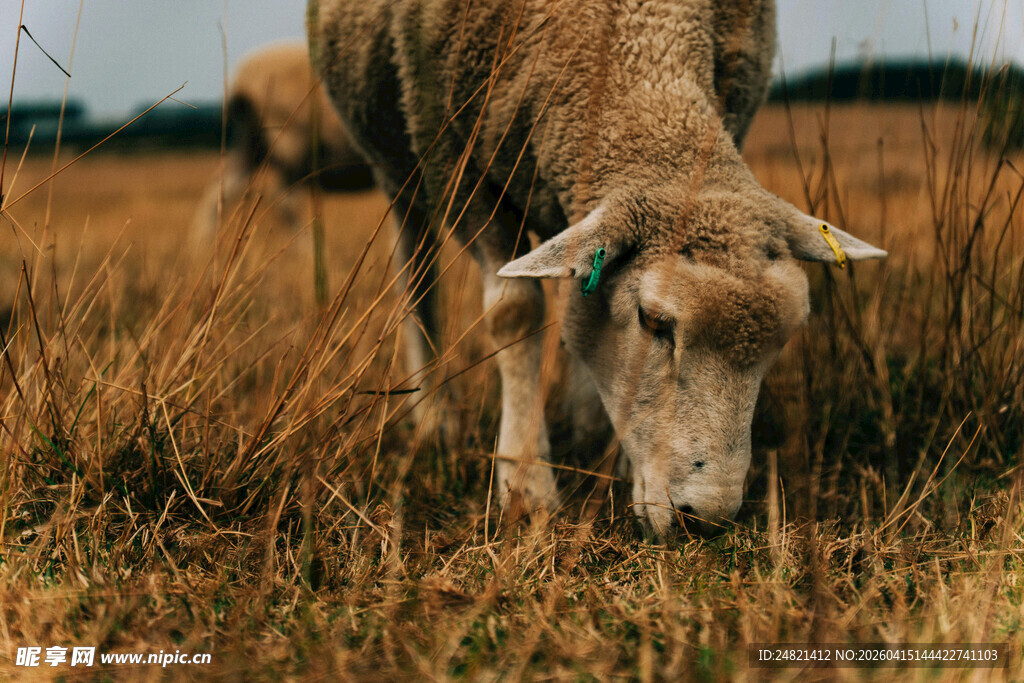 田野中低头吃草的绵羊