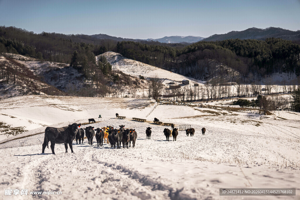 雪地中人群与马匹的景象