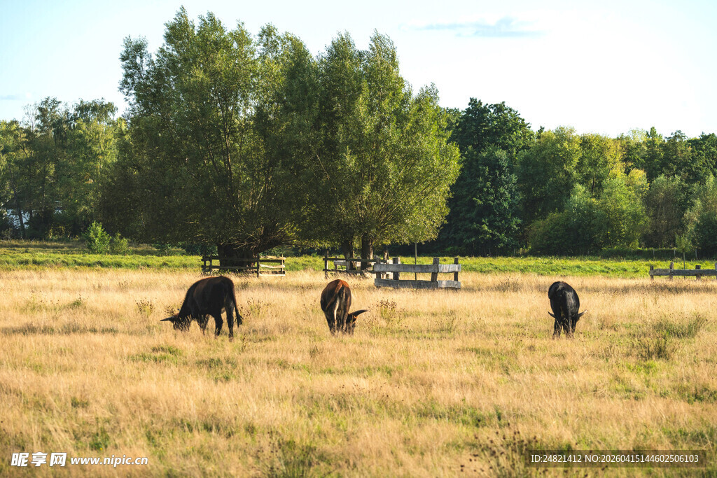 草原上的牛群与葱郁树林