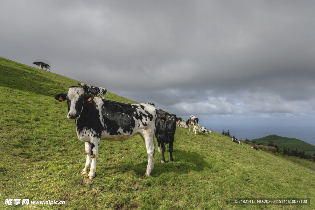 山坡上的黑白花奶牛