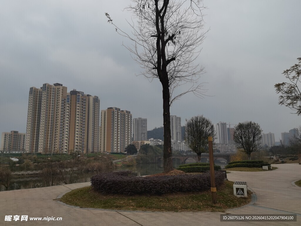 城市公园中的光秃树木