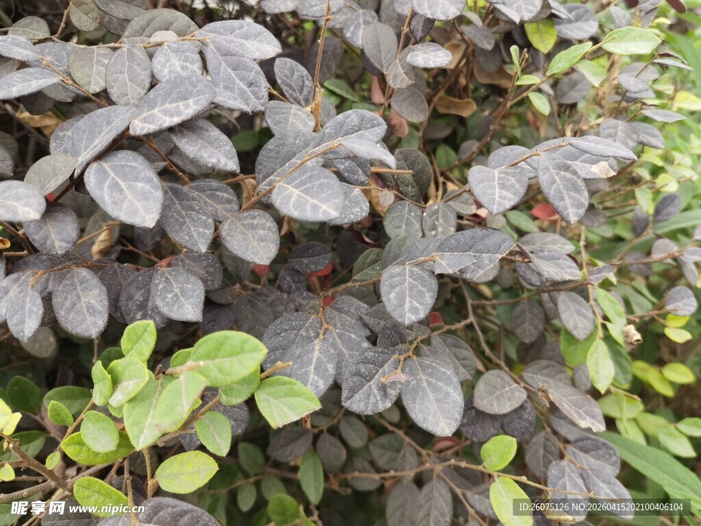 深紫色叶片的植物特写