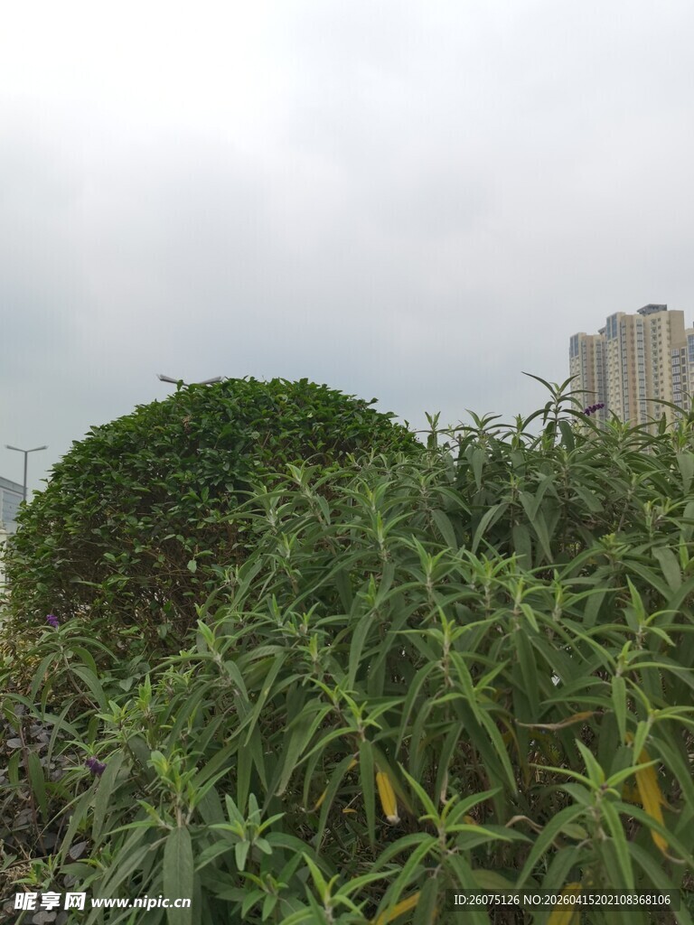 绿植景观与远处高楼