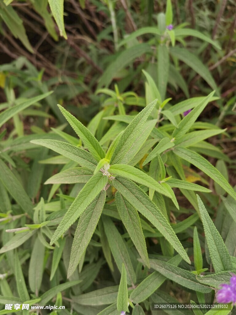 翠绿丛生植物特写