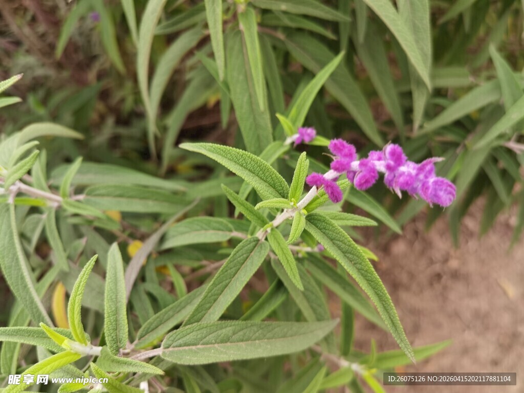 绿叶丛中的紫花