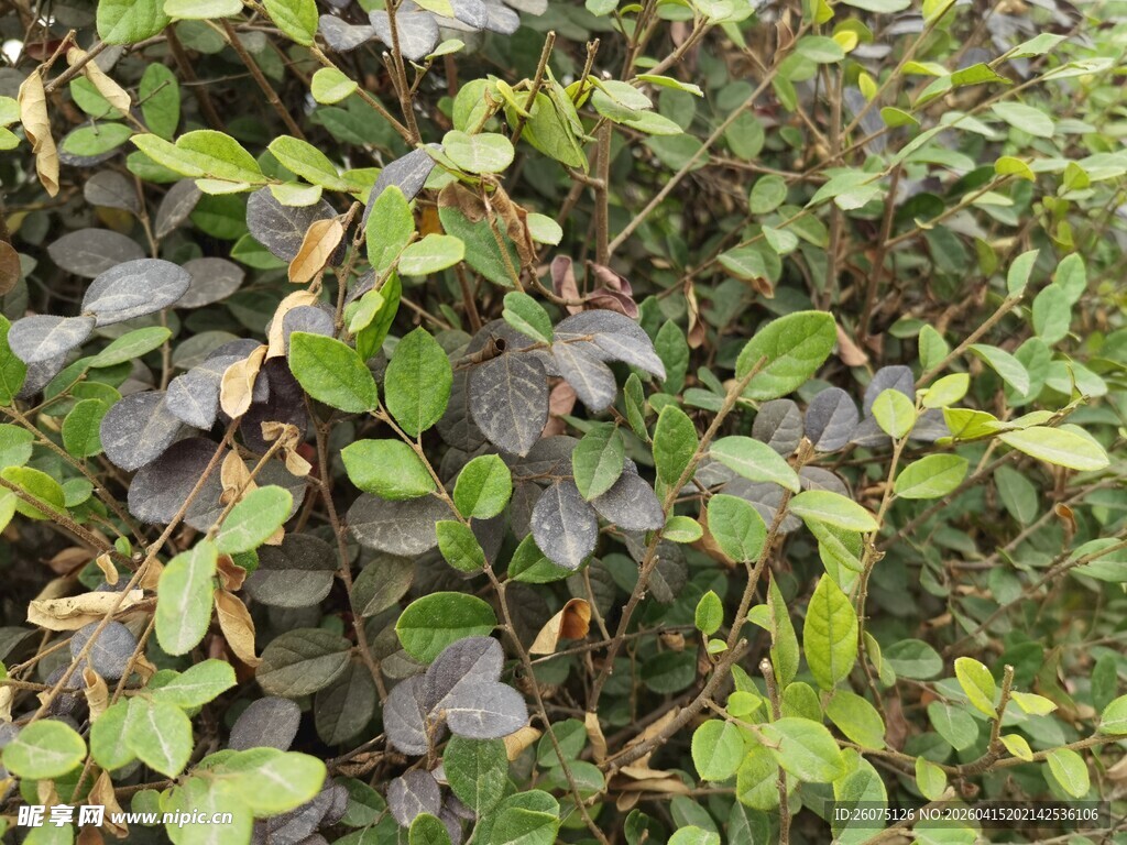 绿叶繁茂的植物景观