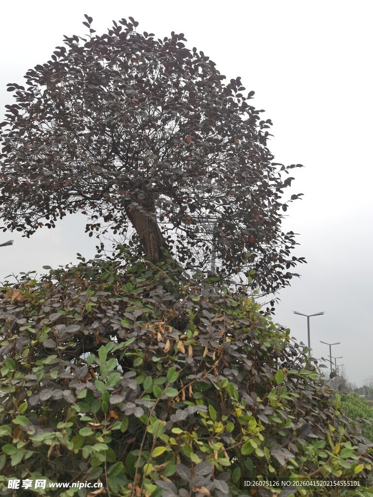 山顶孤树藤蔓缠绕之景