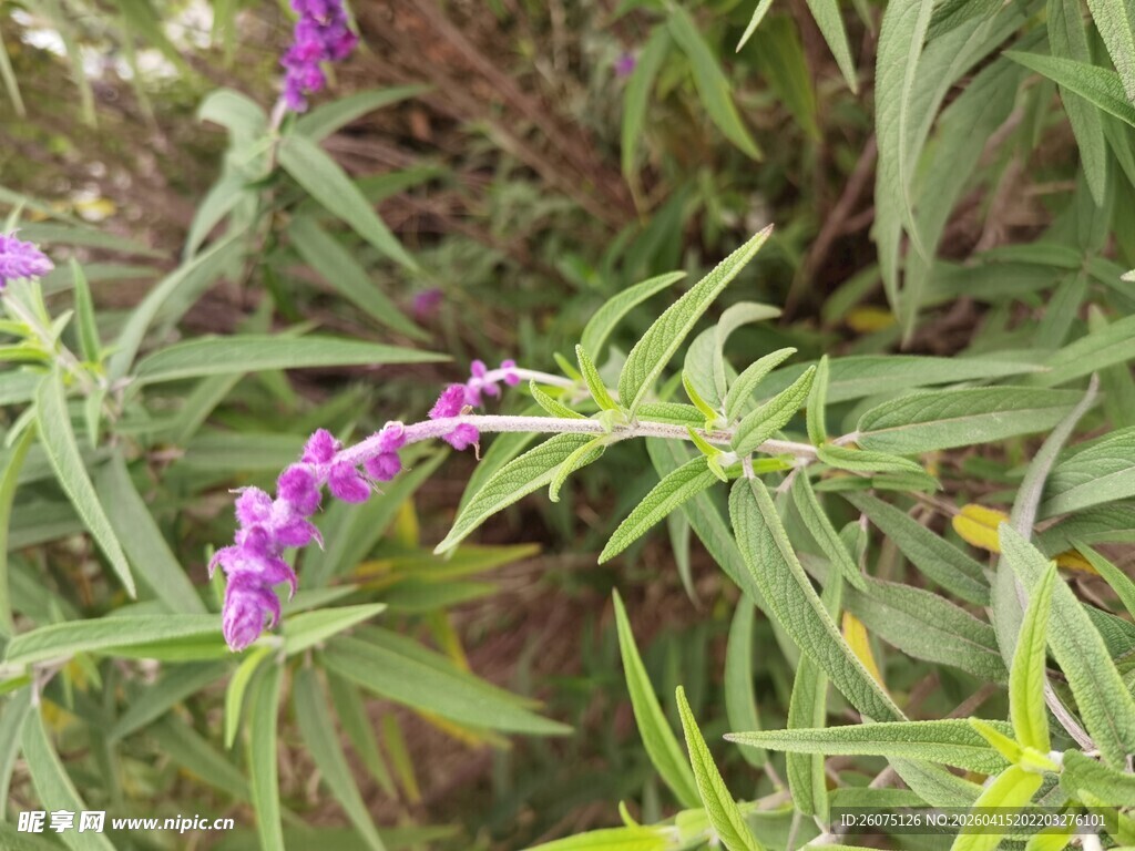 紫色穗状花植物特写
