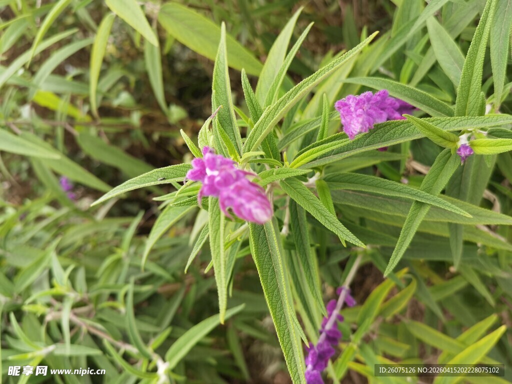 紫色小花绽放绿叶间