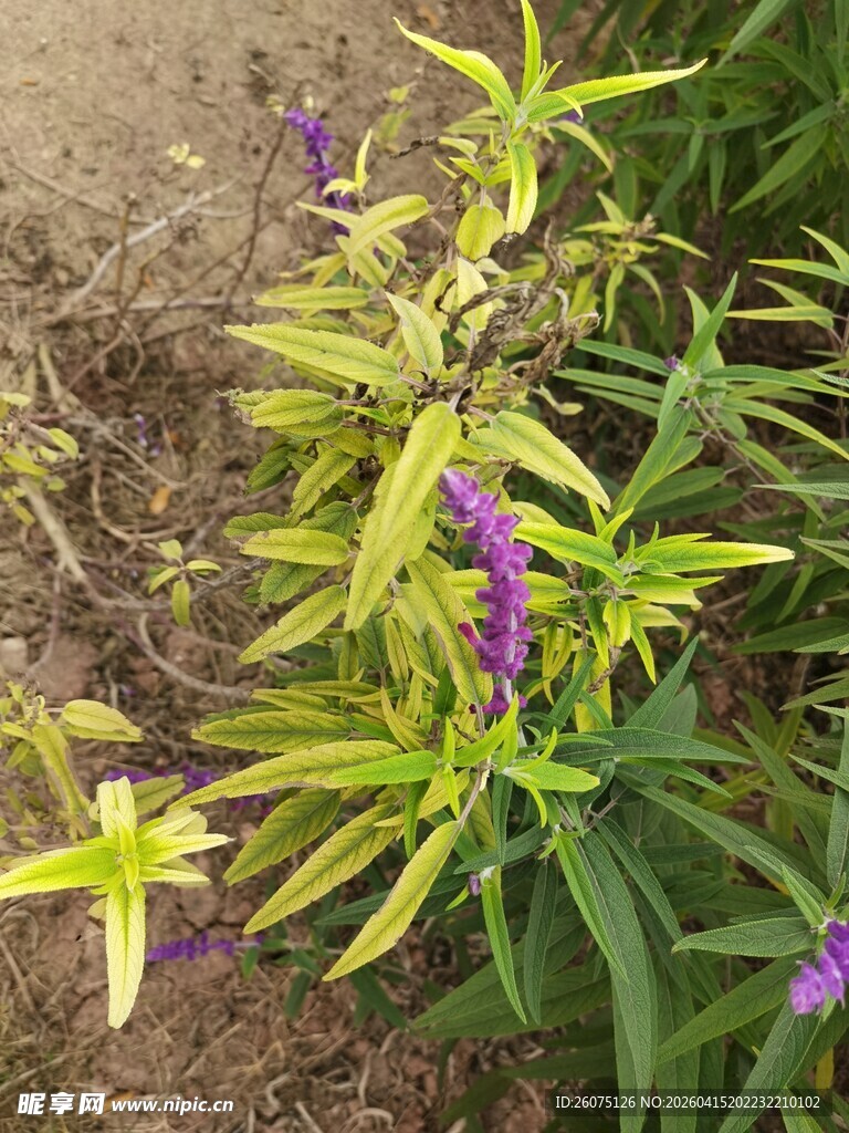 绿叶紫花植物特写