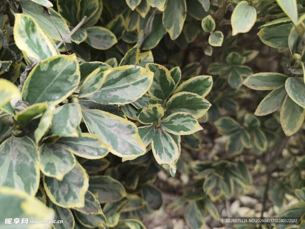 金边绿叶植物特写