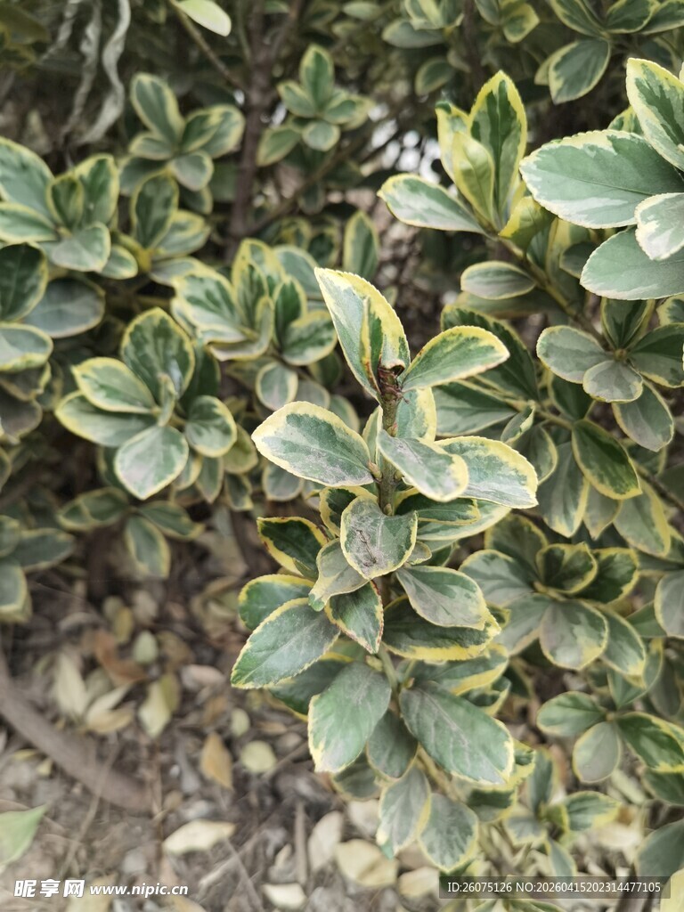 金边绿叶植物特写