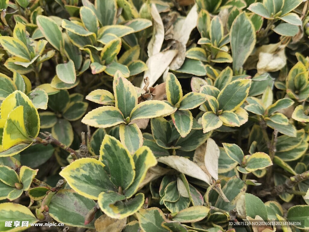 金边绿叶植物特写