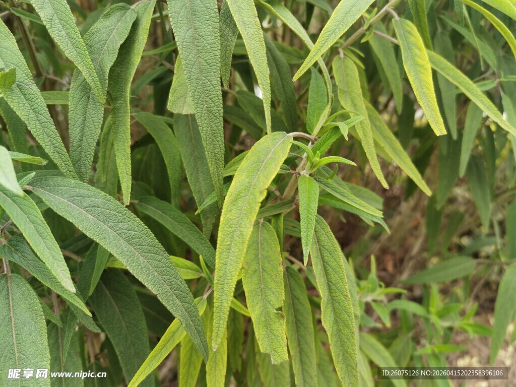 翠绿植物叶片特写