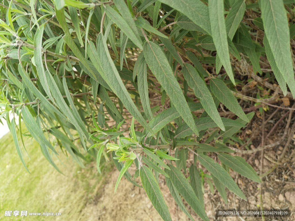 翠绿柳叶植物特写