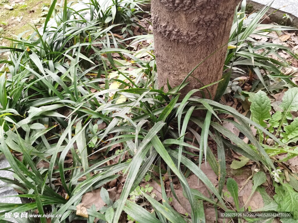 树下葱郁宽叶植物景象