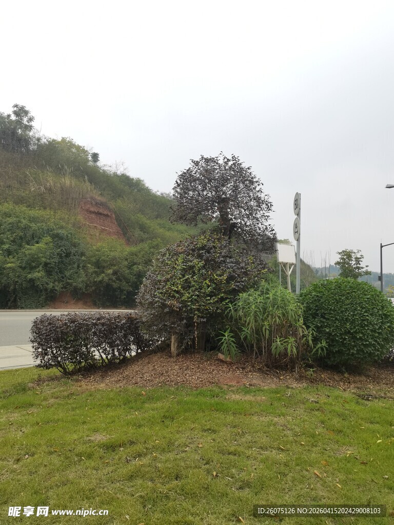 路边绿植景观