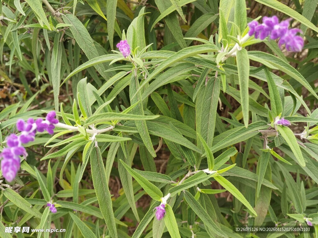 紫色花卉植物特写