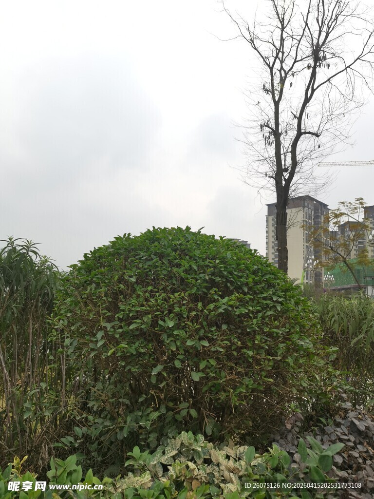 园林绿植景观中的球形灌木