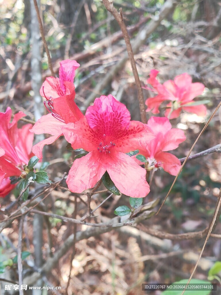 娇艳绽放的野外红杜鹃花