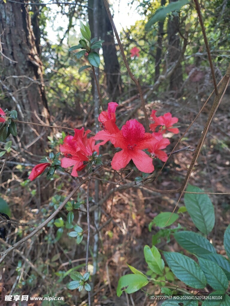 林间绽放的艳丽红杜鹃