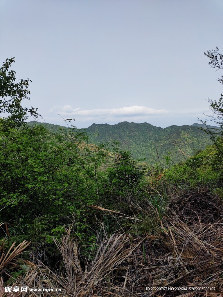 山林风景 绿意盎然的自然