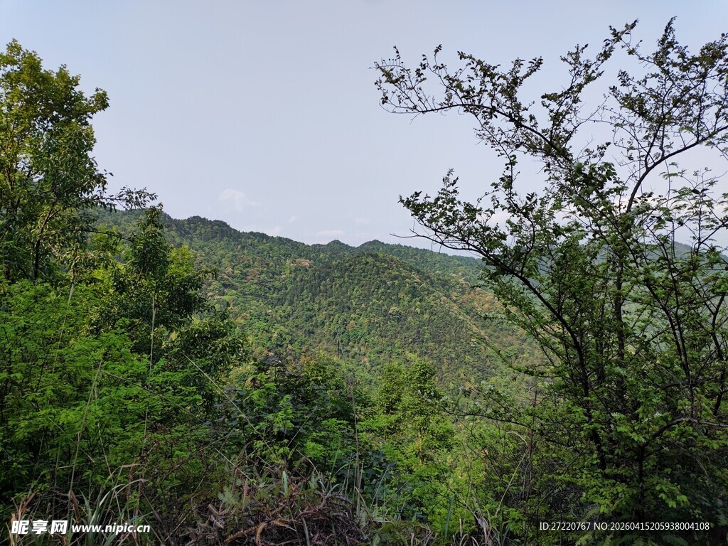 山林绿意盎然的自然景致